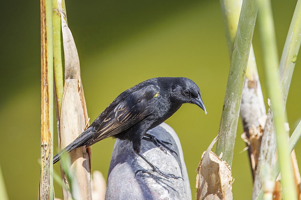 Yellow-winged Blackbird