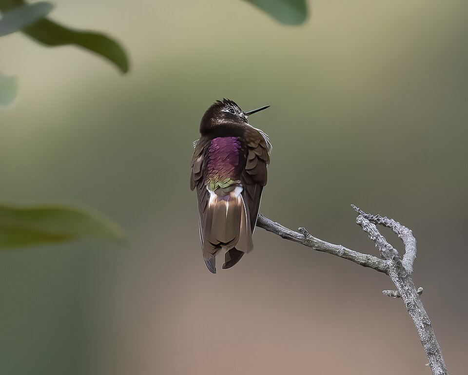 Purple-backed Sunbeam