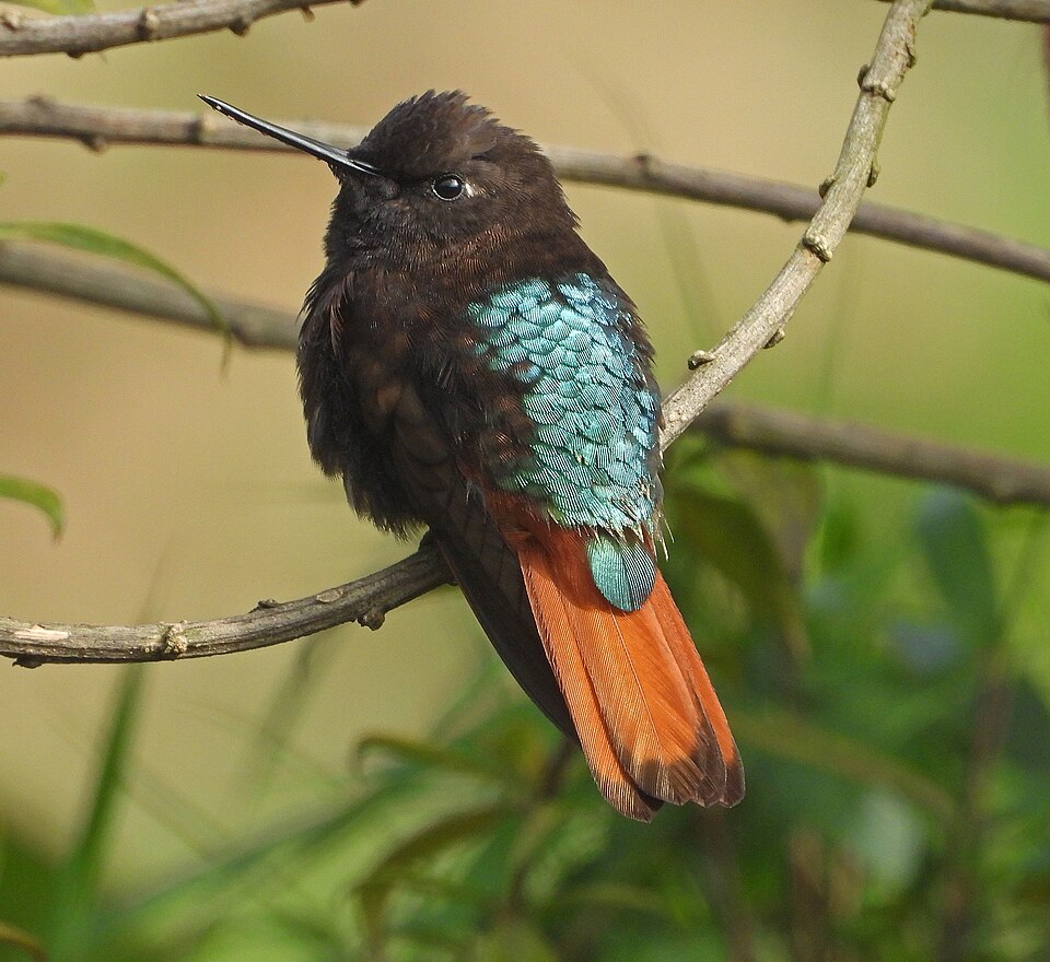 Black-hooded Sunbeam