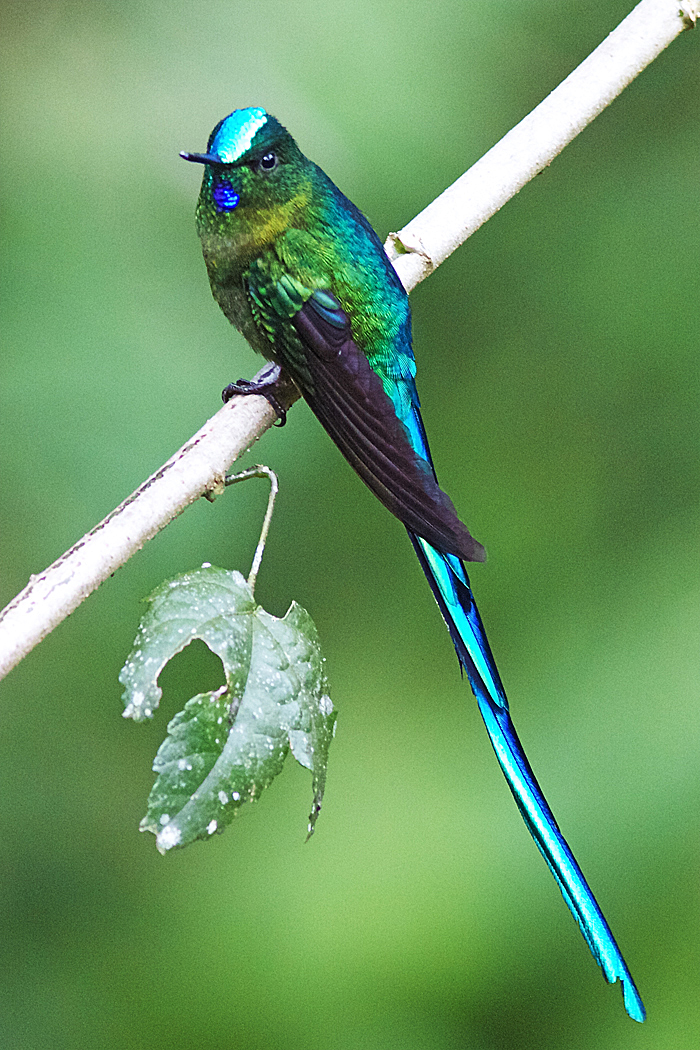 Long-tailed Sylph