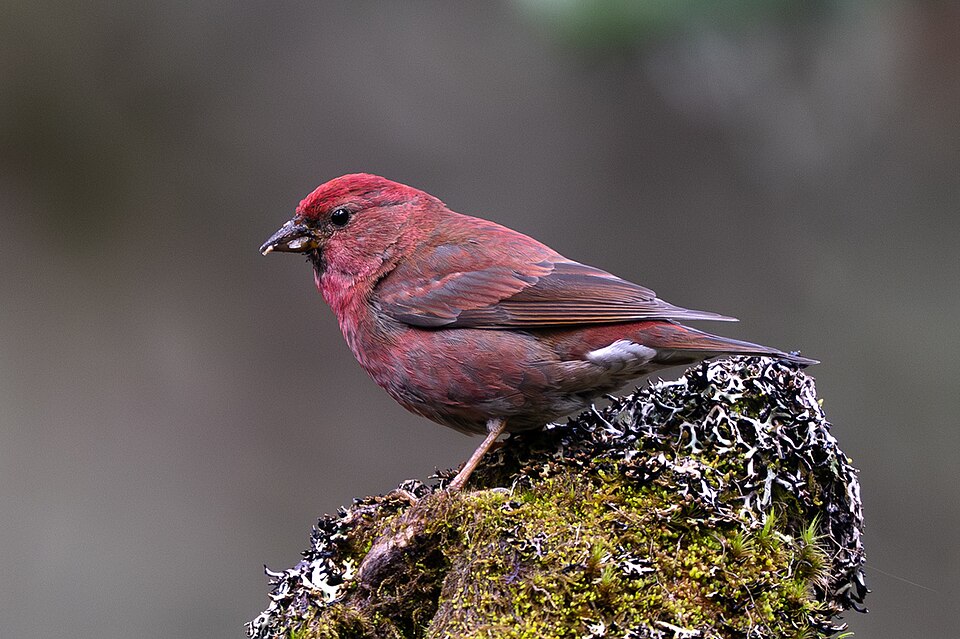 Blanford's Rosefinch