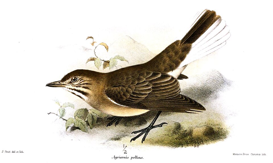 White-tailed Shrike-Tyrant