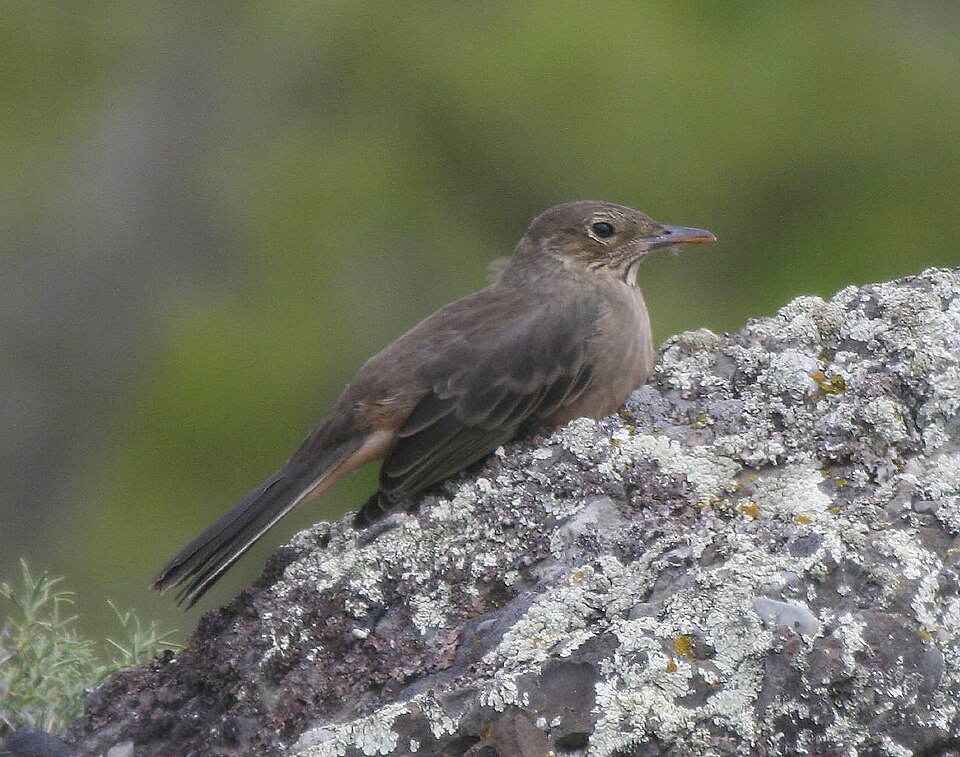Great Shrike-Tyrant