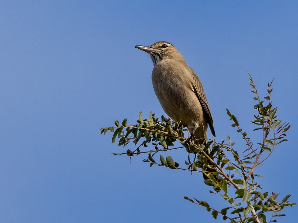 Grey-bellied Shrike-Tyrant