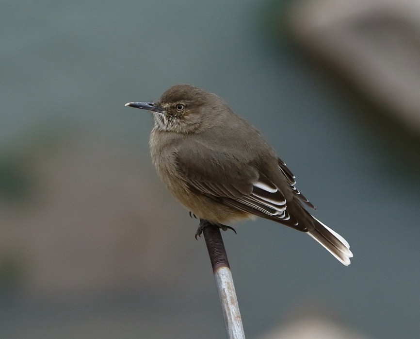 Black-billed Shrike-Tyrant
