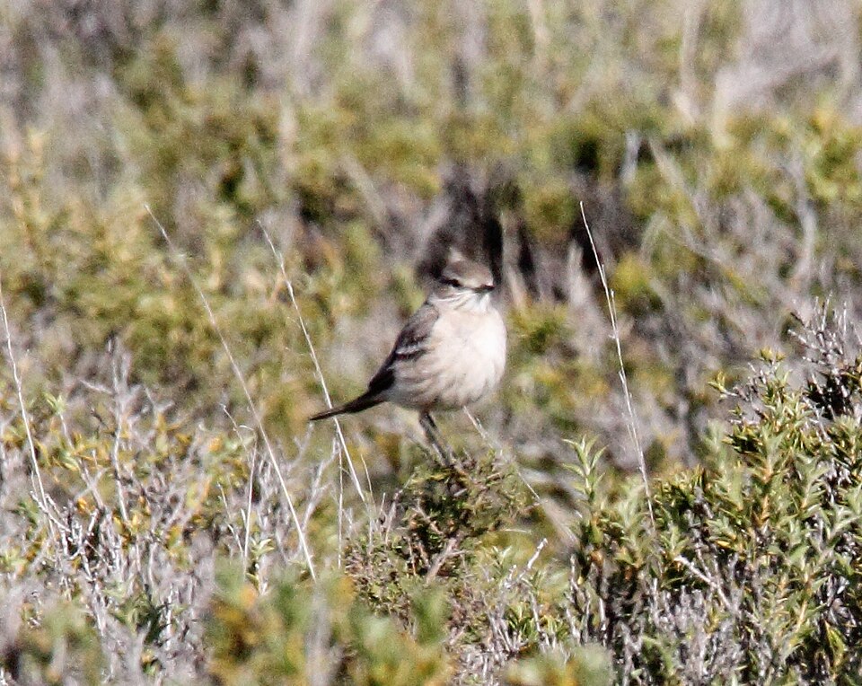 Lesser Shrike-Tyrant
