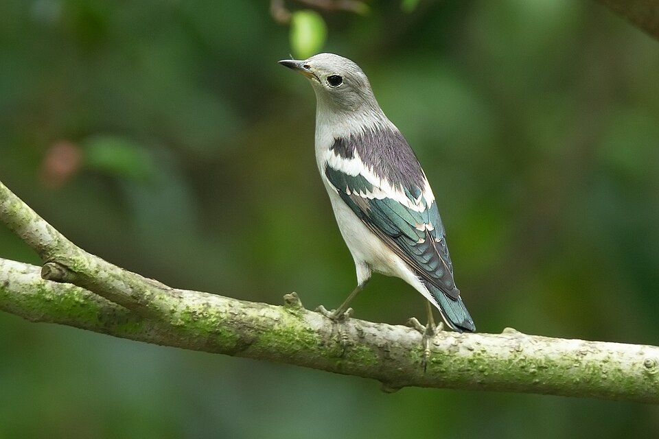 Daurian Starling