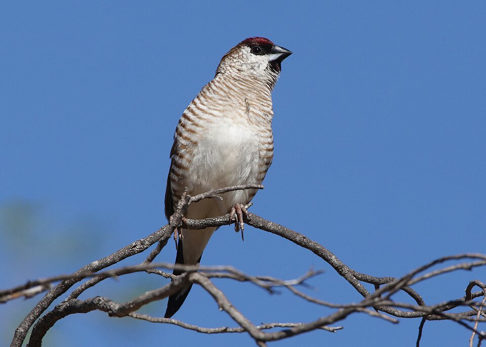 Plum-headed Finch