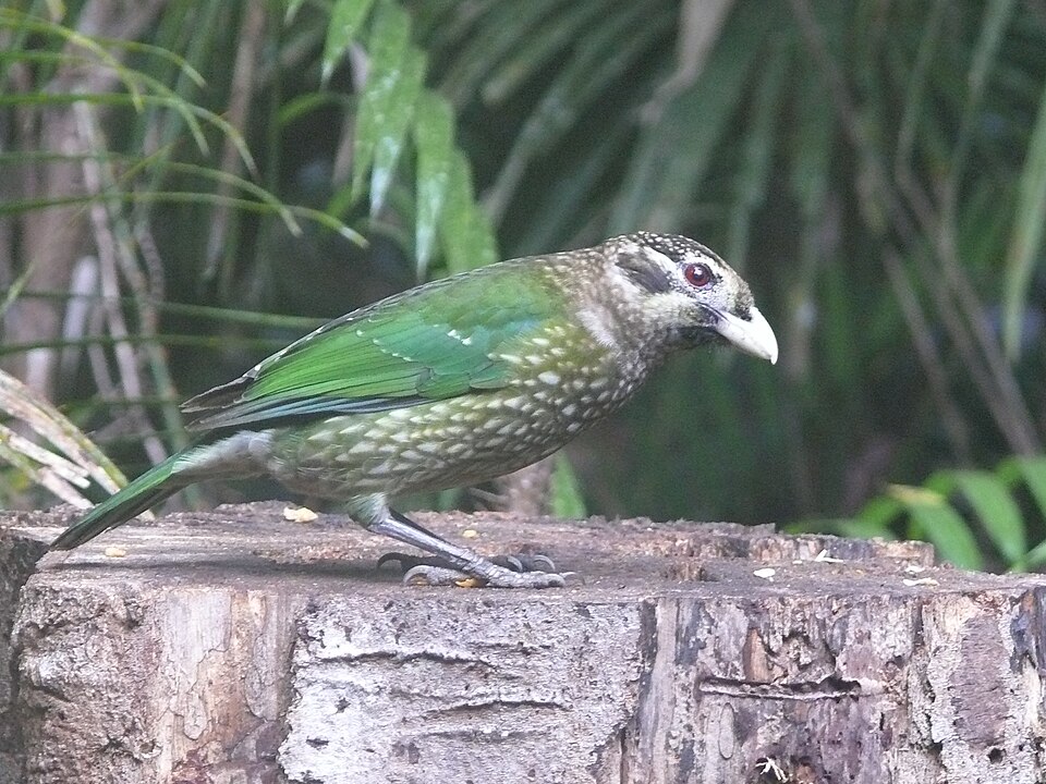 Huon Catbird