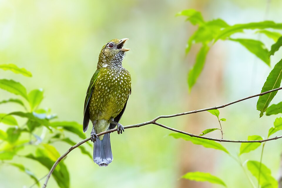 Green Catbird