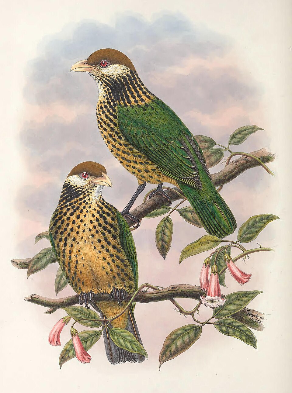 Tan-capped Catbird