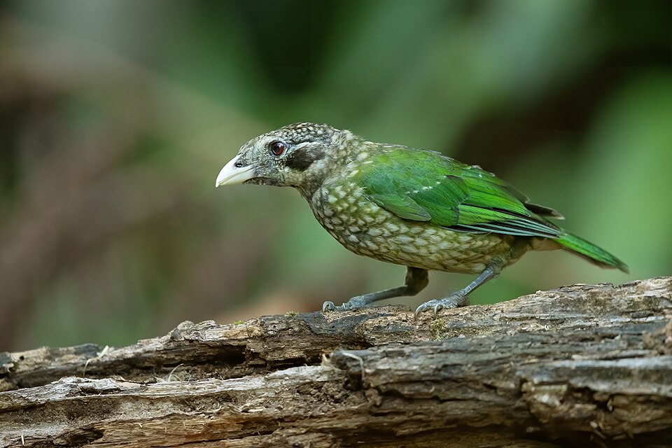 Spotted Catbird