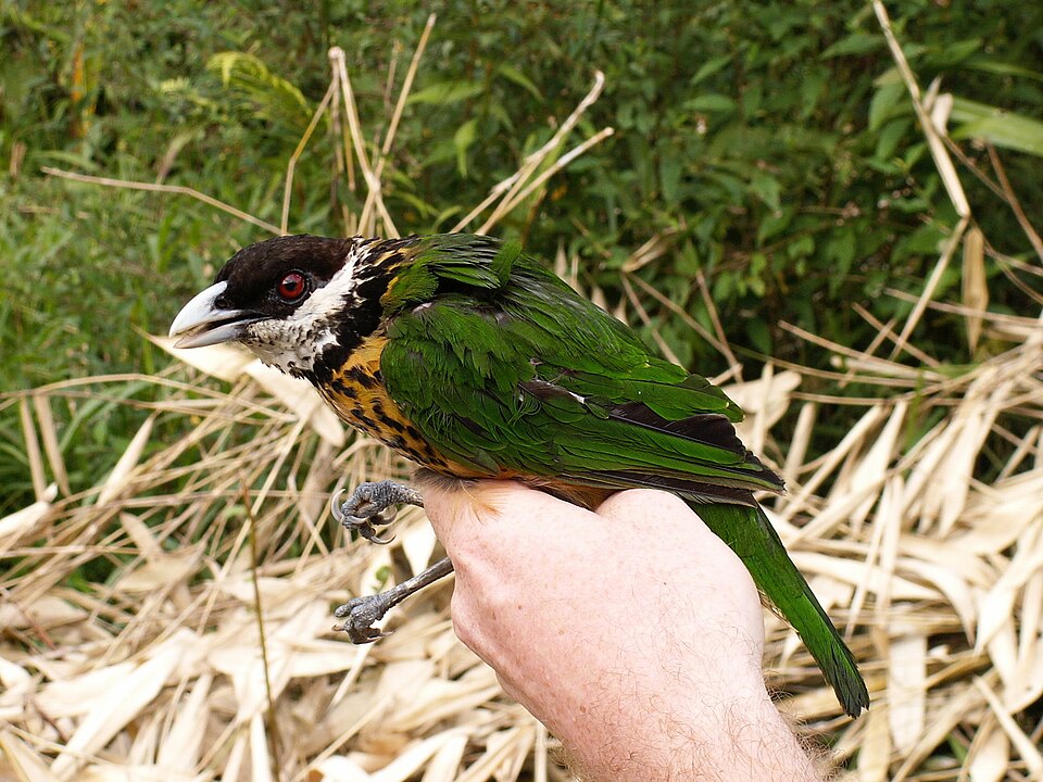 Ochre-breasted Catbird