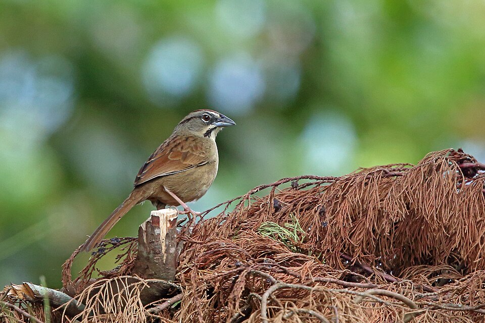 Rusty Sparrow
