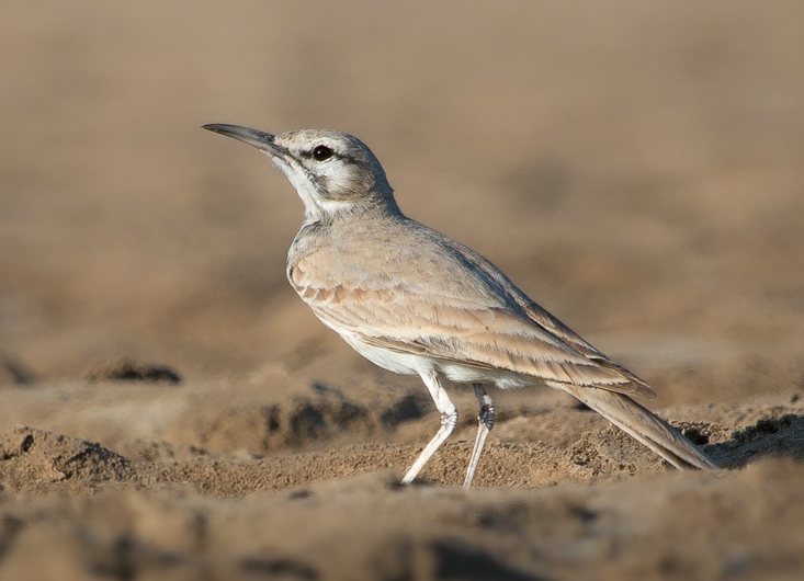 Greater Hoopoe-Lark