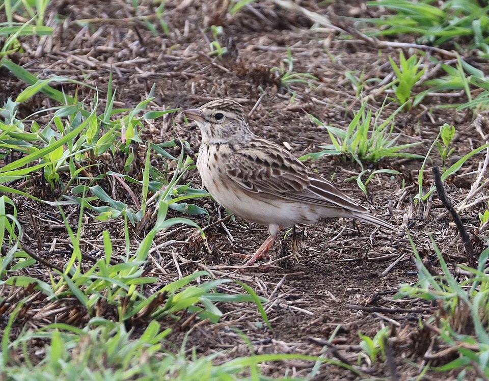 Athi Short-toed Lark