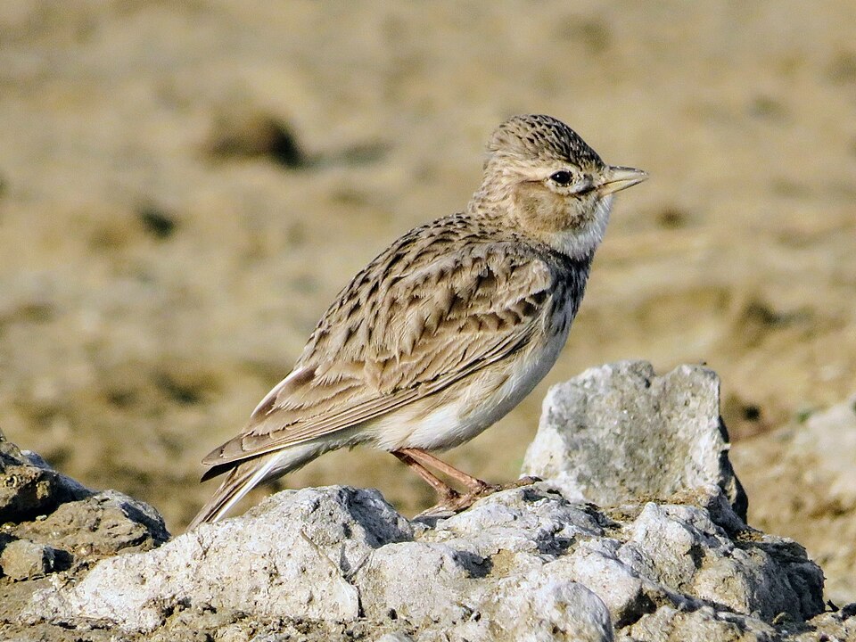 Sand Lark