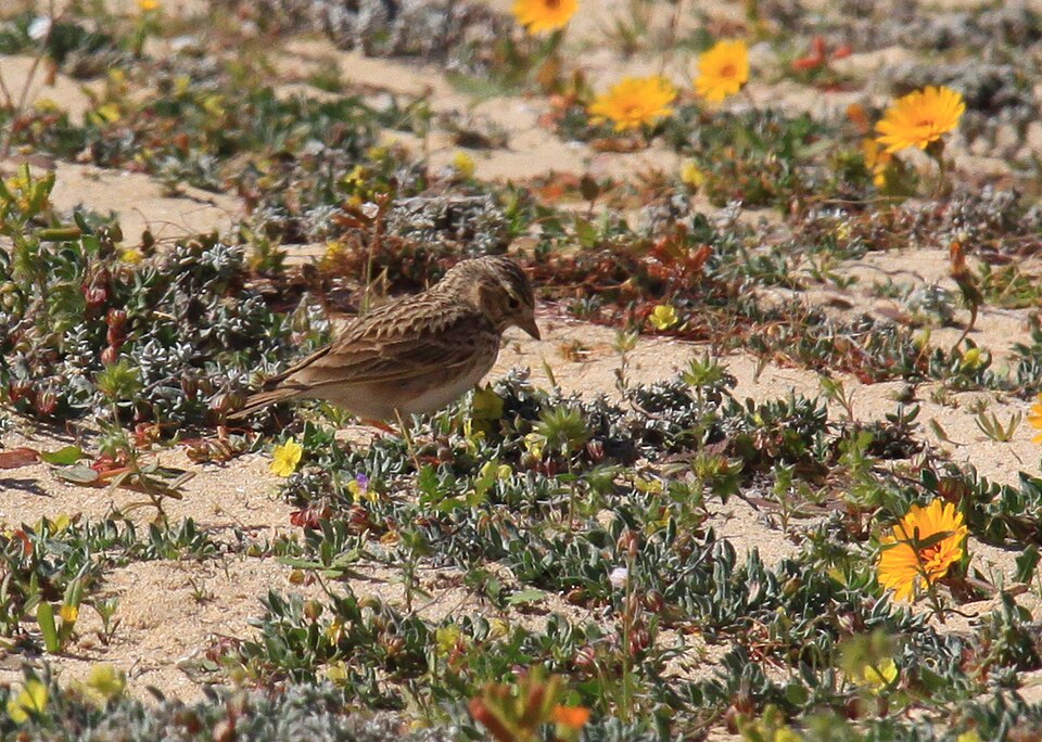 Mediterranean Short-toed Lark