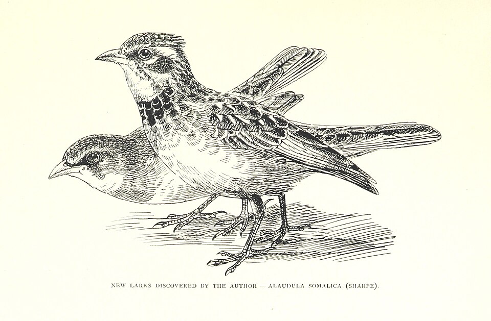 Somali Short-toed Lark