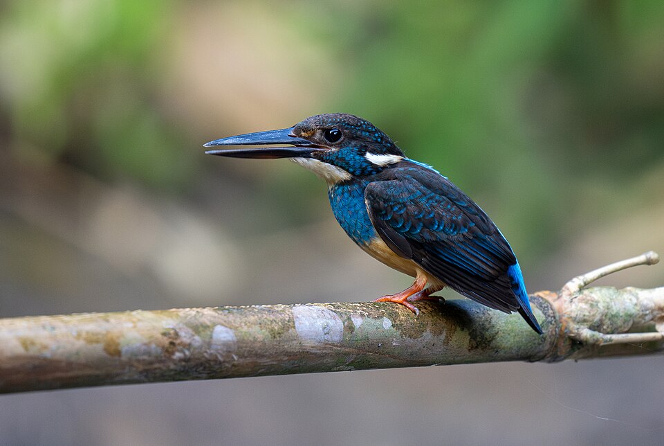 Blue-banded Kingfisher