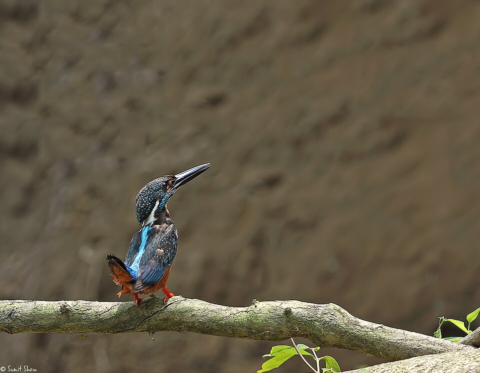 Blyth's Kingfisher