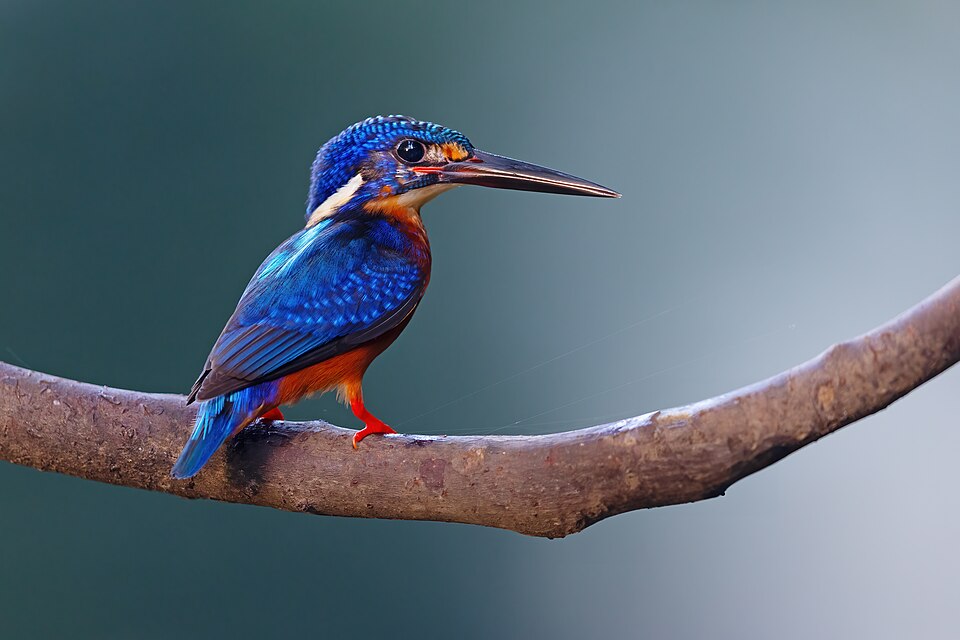 Blue-eared Kingfisher
