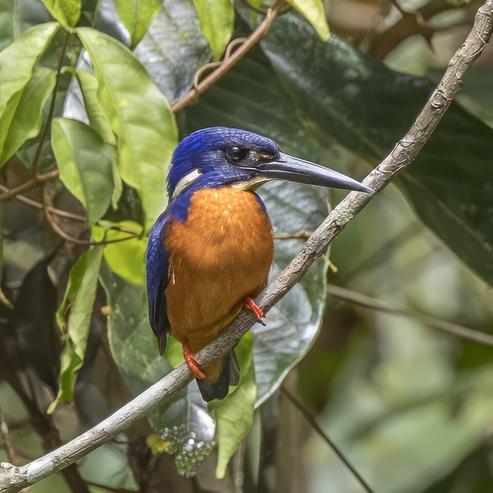 Shining-blue Kingfisher