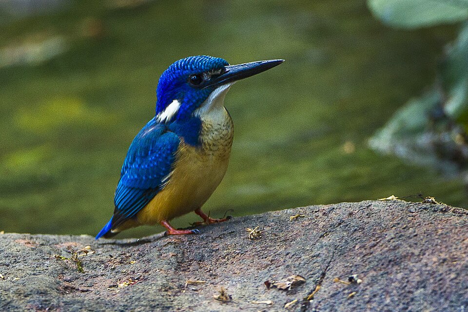 Half-collared Kingfisher