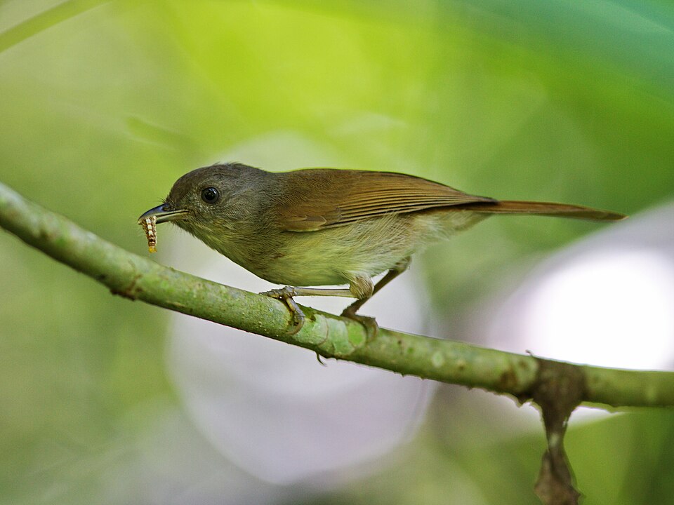 Brown Fulvetta
