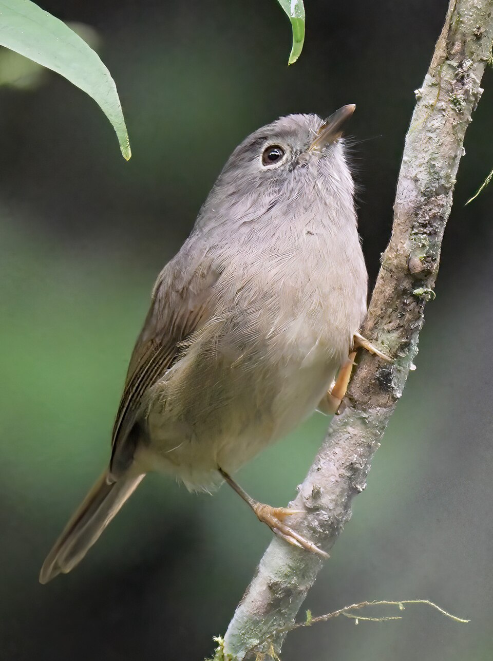 David's Fulvetta