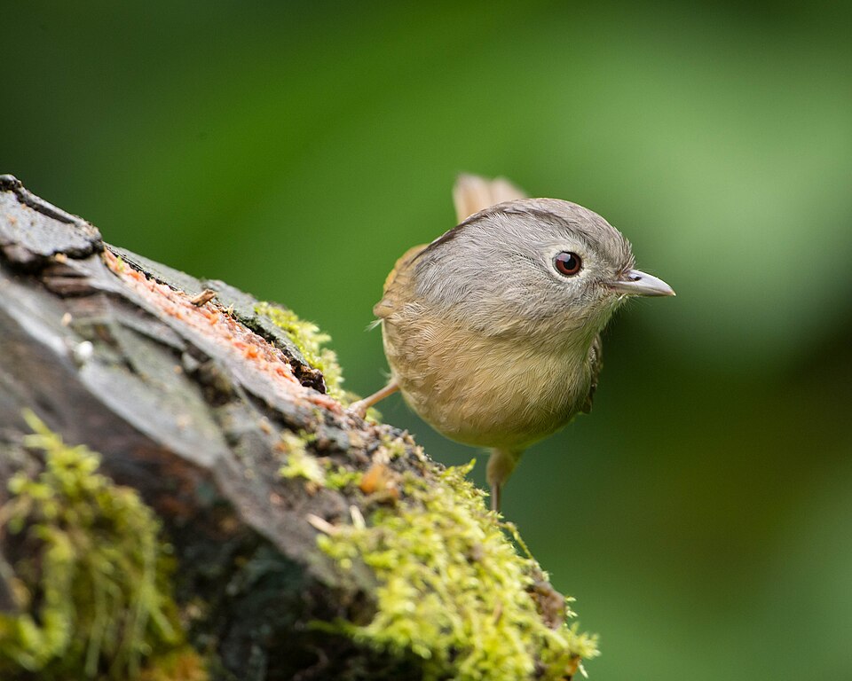 Yunnan Fulvetta