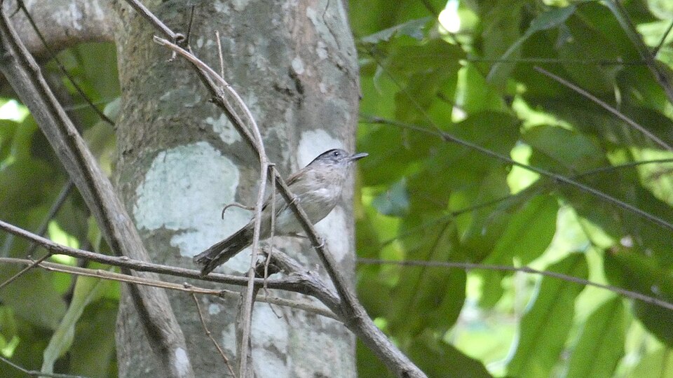 Black-browed Fulvetta