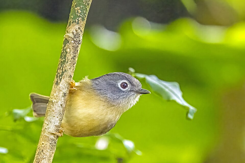 Grey-cheeked Fulvetta