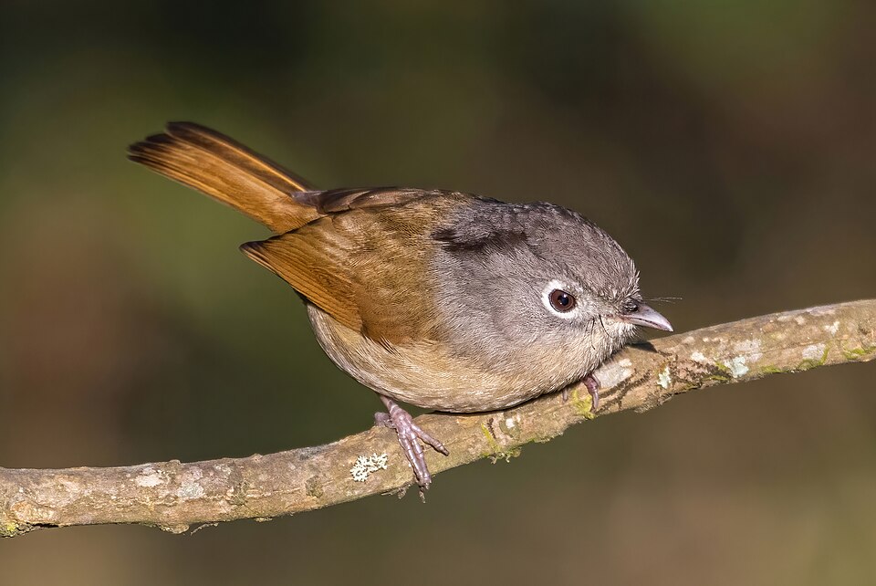 Nepal Fulvetta