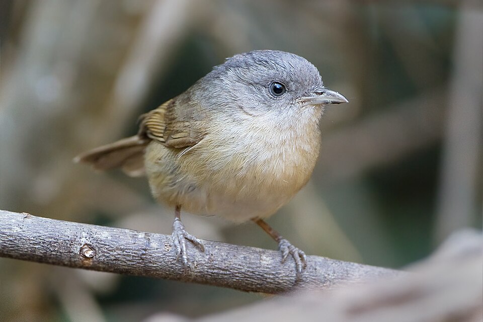 Brown-cheeked Fulvetta