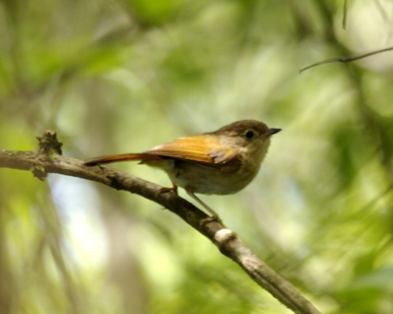 Javan Fulvetta