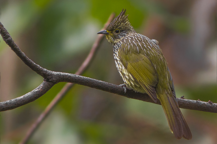 Striated Bulbul