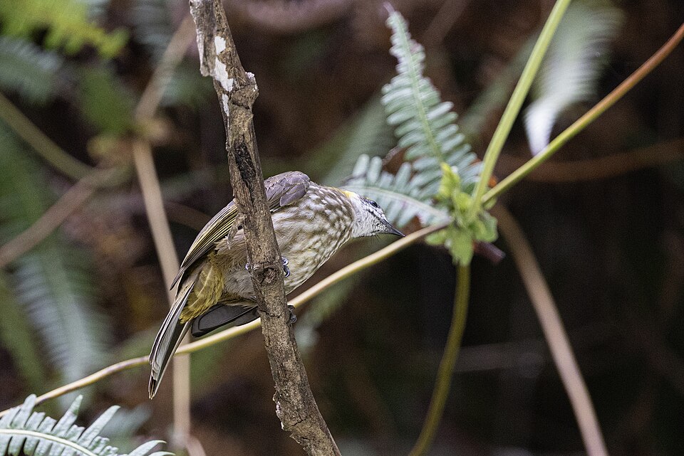 Spot-necked Bulbul