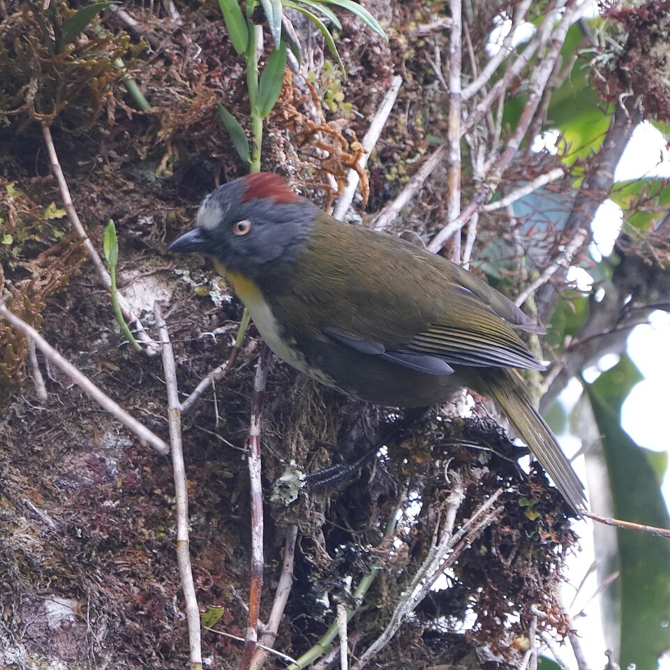 Rufous-naped Bellbird