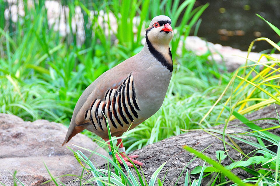 Chukar Partridge