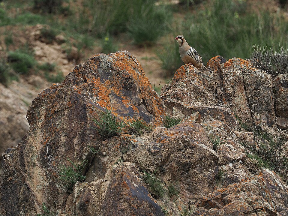 Przevalski's Partridge