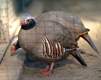 Philby's Partridge