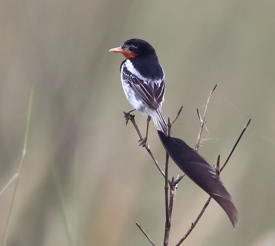Strange-tailed Tyrant
