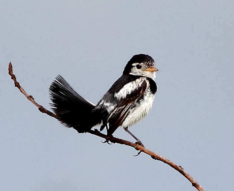 Cock-tailed Tyrant