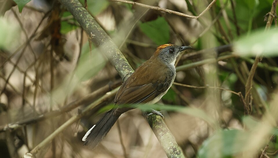 White-tailed Alethe