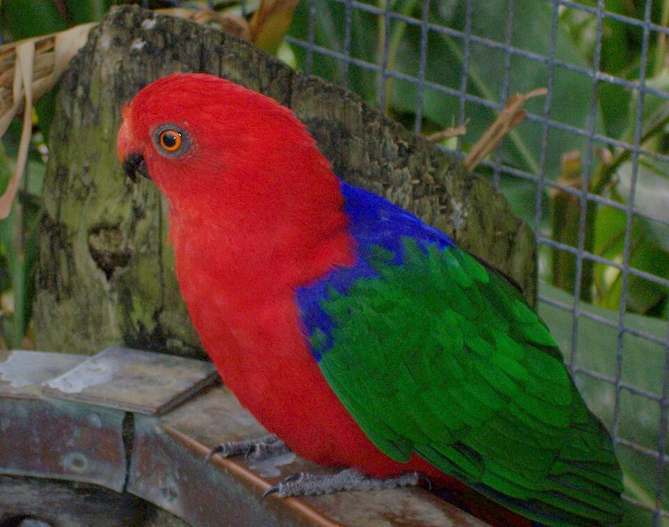 Moluccan King Parrot