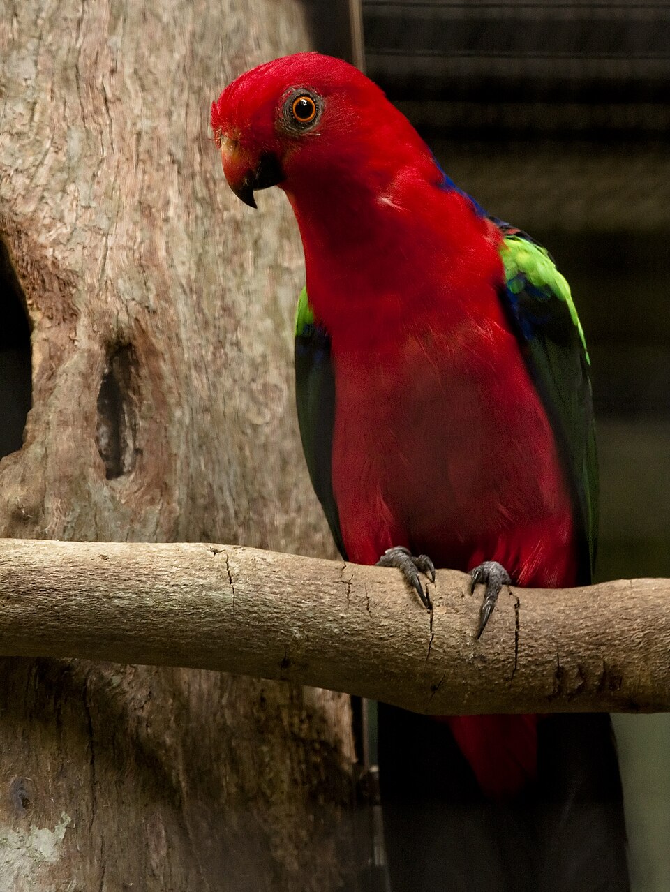 Papuan King Parrot