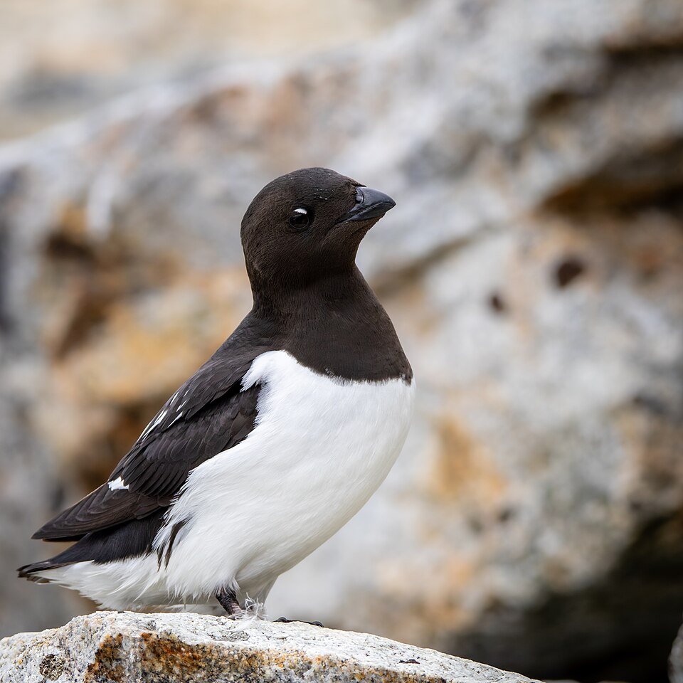 Little Auk