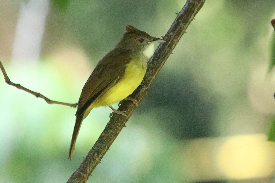 Brown-cheeked Bulbul
