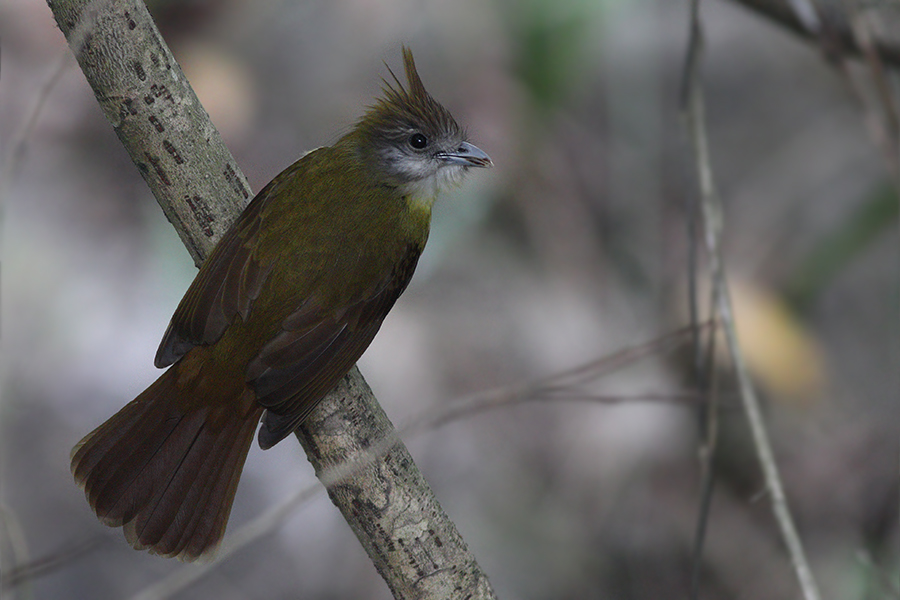 White-throated Bulbul